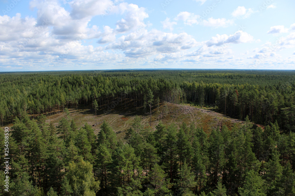 Obraz premium Felled pine forest