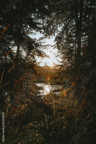 sunlight passing through tall trees near the lake
