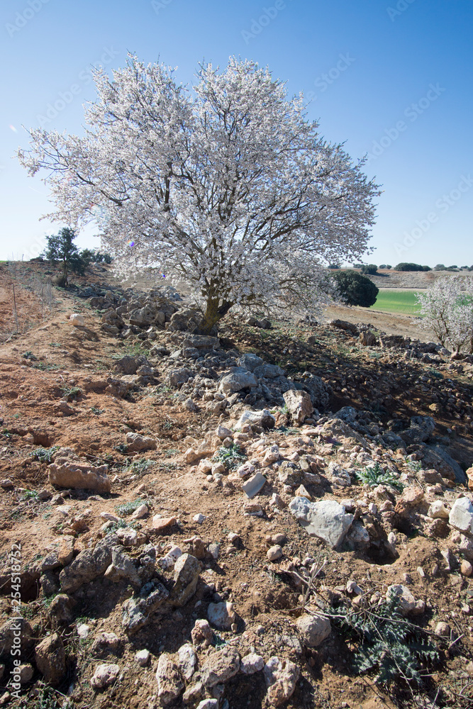 Almond Trees in Bloom Castile La Mancha Spain