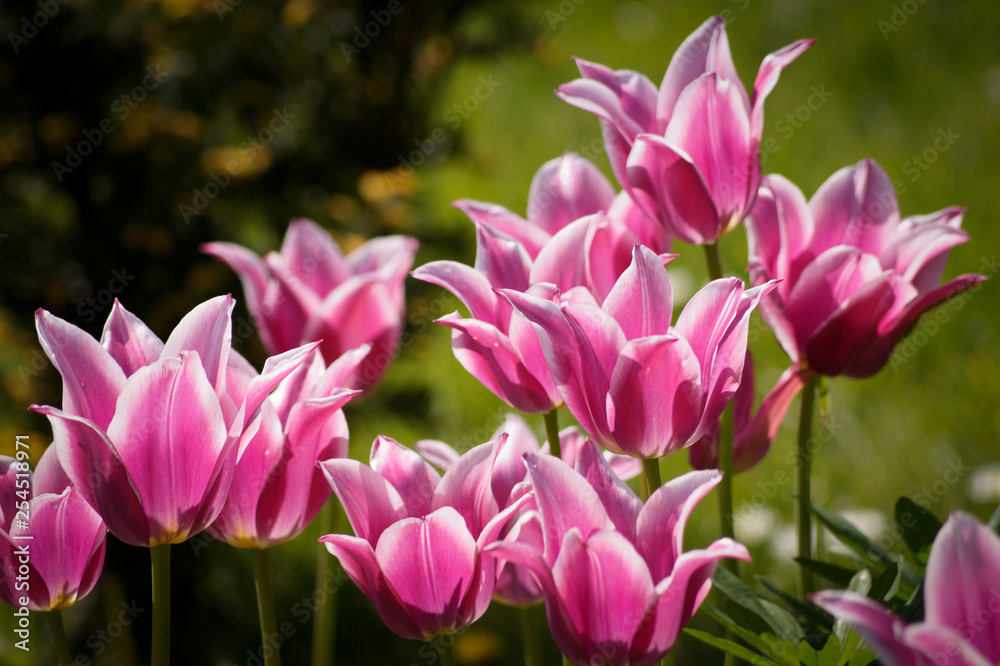 Obraz premium tulipany różowe