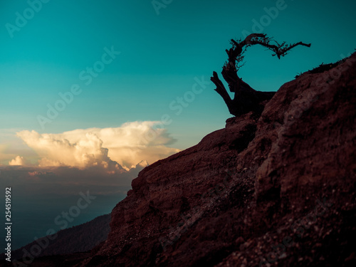 tree in mountains