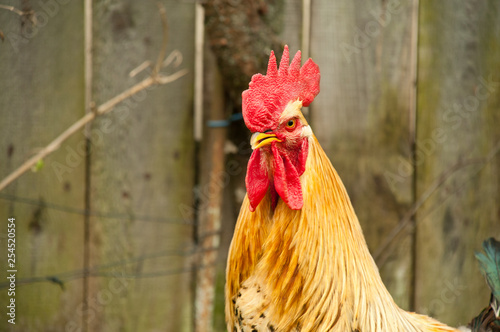 Red Rooster comb against the background of the fence photo