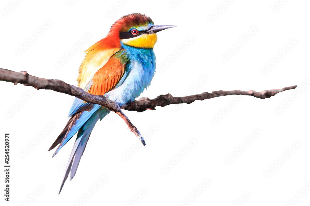 Obraz premium beautiful bee-eater is isolated on white background