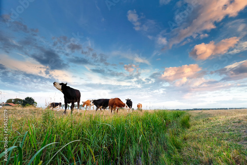Fototapeta few cows on green pasture over blue sky