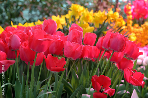 Fototapeta Naklejka Na Ścianę i Meble -  Colorful bright tulips blossom in early spring