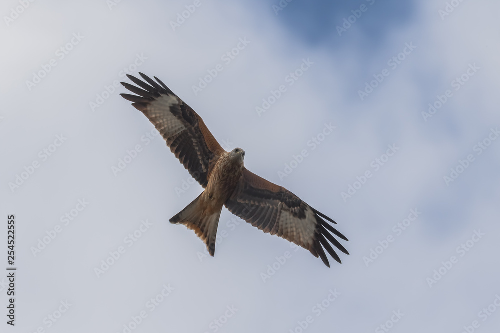 Fototapeta premium RED KITE FLYING IN BLUE SKY 