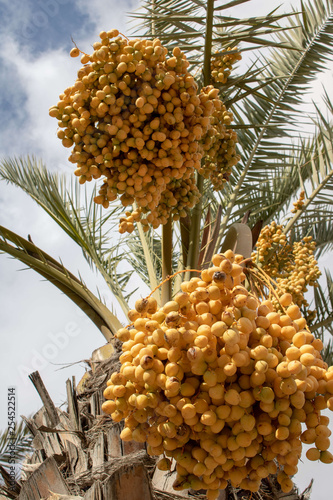 round yellow fruit tree under white clouds photo