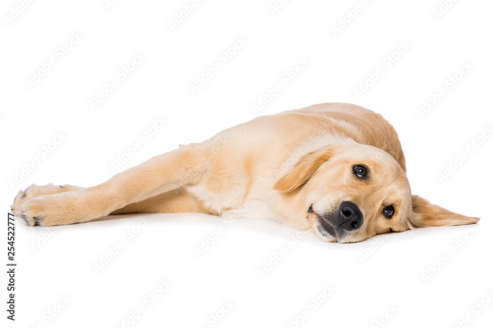Six months old golden retriever dog lying on black background isolated on white background