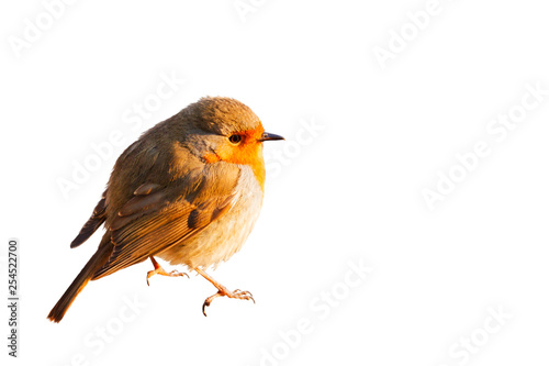 robin isolated on white background © drakuliren