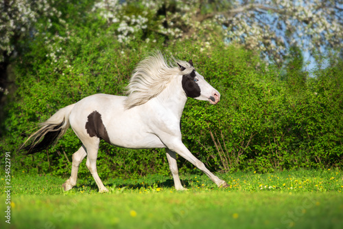 Beautiful pinto horse run fun in spring landscape