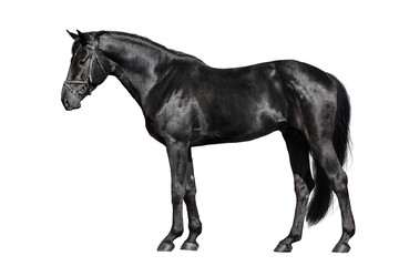 Black horse exterior isolated on white background