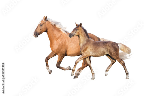 Palomino and buckskin horses run isolated