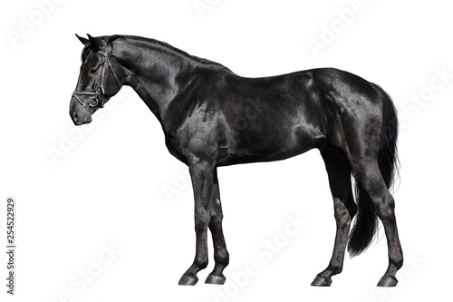 Black horse exterior isolated on white background