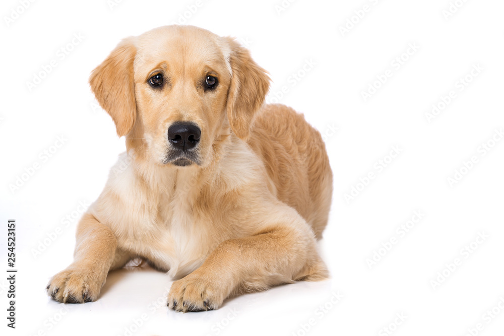Lying golden retriever puppy isolated on white