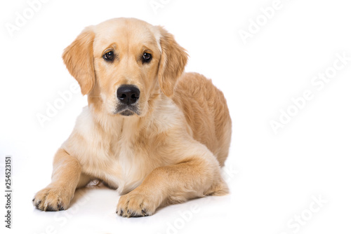 Lying golden retriever puppy isolated on white © DoraZett