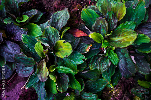 green and purple leaves