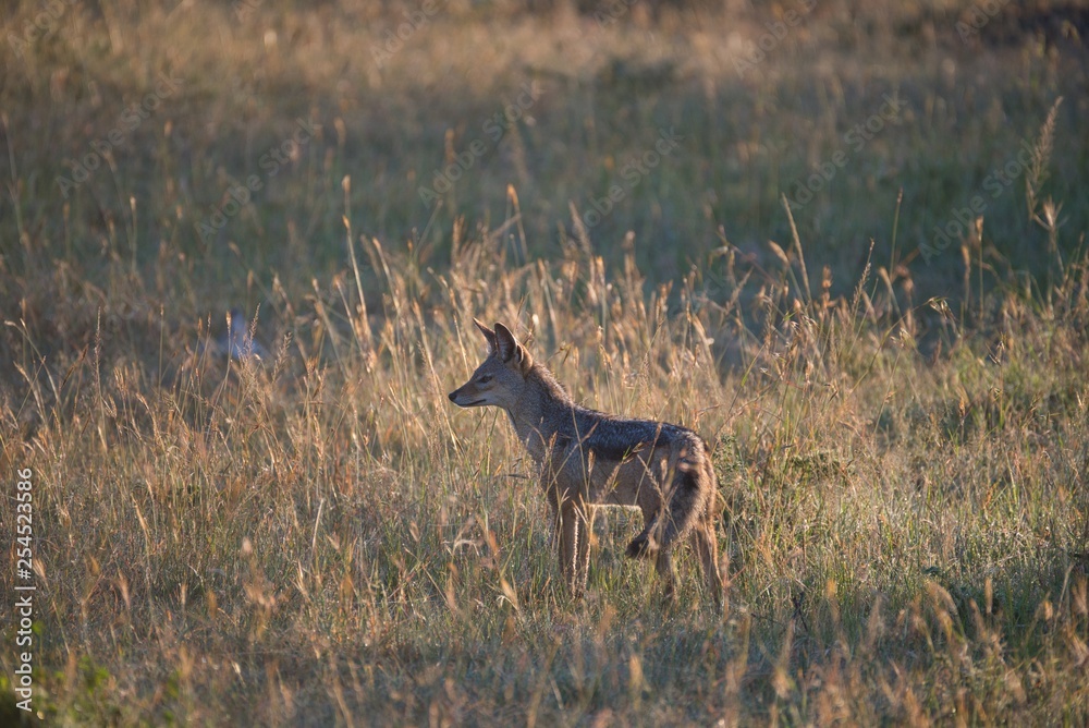 Fototapeta premium Jackal Scavenging for Food in Maasai Mara