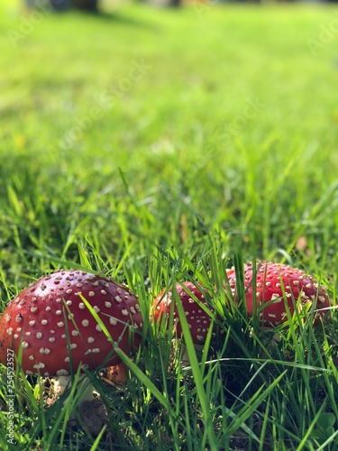 three red mushrooms on grasses photo