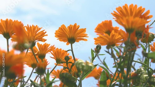 Marigold flowers swaying in the wind