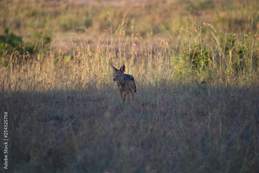 Jackal Scavenging for Food in Maasai Mara Jackal Scavenging for Food in Maasai Mara