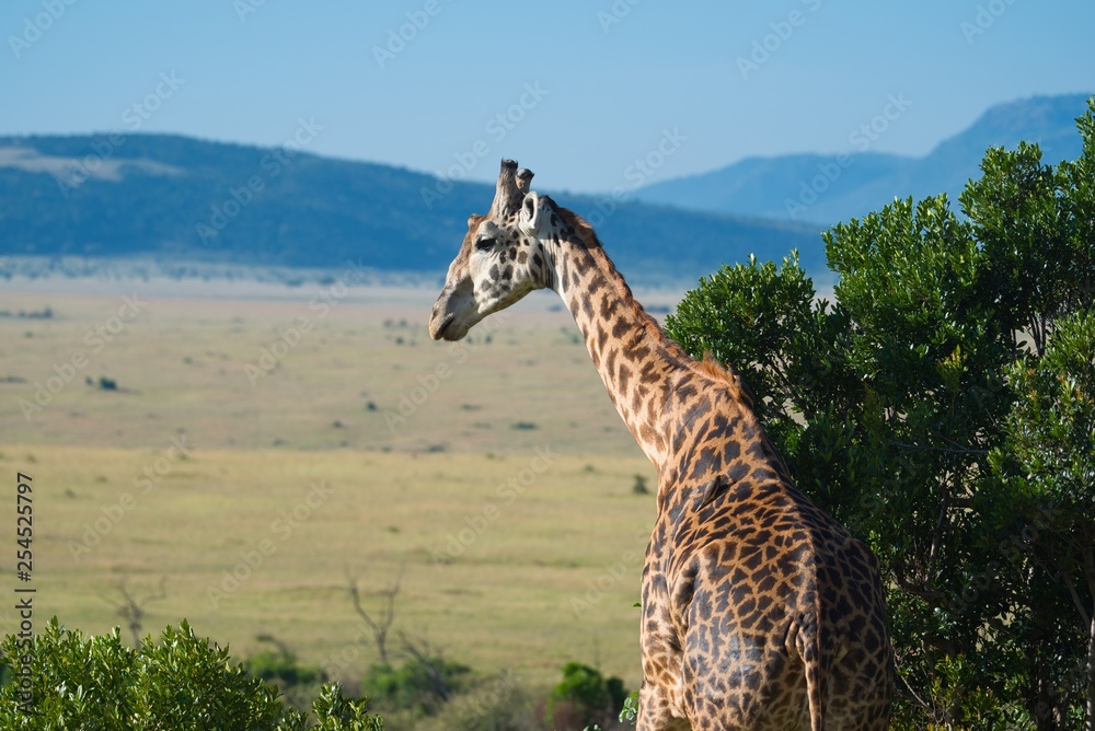 Obraz premium Giraffes in Maasai Mara