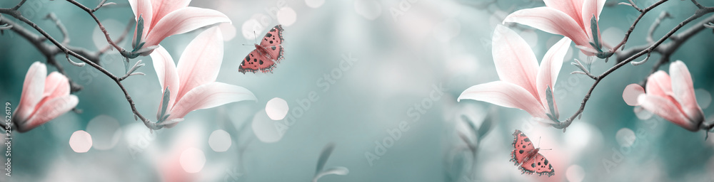 Mysterious spring background with pink magnolia flowers and flying butterfly. Magnificent floral banner. - obrazy, fototapety, plakaty 