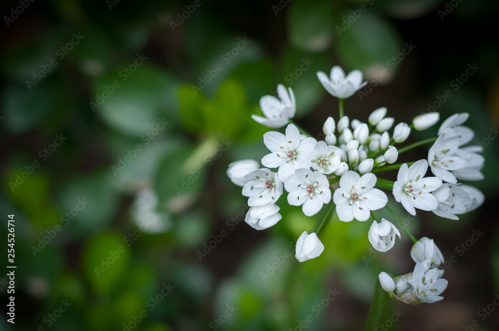 Fiori bianchi di primavera nel giardino tra l'erba verde Fiori bianchi di primavera nel giardino tra l'erba verde