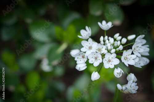 Fiori bianchi di primavera nel giardino tra l'erba verde