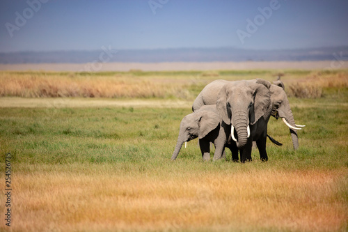 A group of elephants gathered tightly together in the grassland of Africa