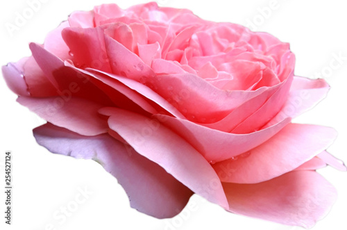 Róża chippendale