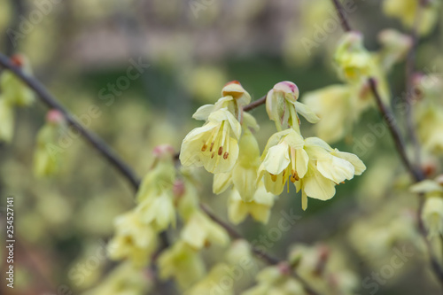 Buttercup Witch Hazel Flowers in Bloom in Winter