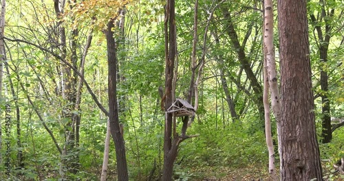 Little home for squirrel on the forest tree  