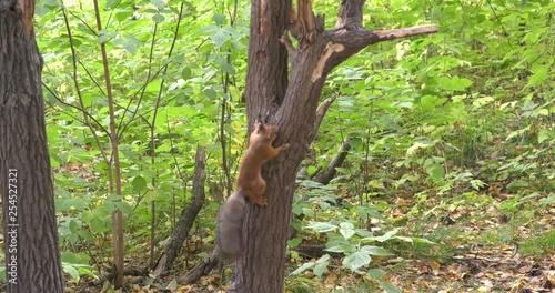 Squirrel on the old tree