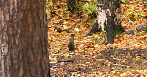 Squirrel between pine and birch trees