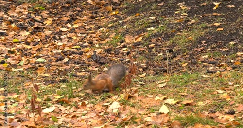 Squirrel and autumn