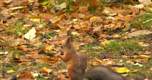 Siberian squirrel eating nut
