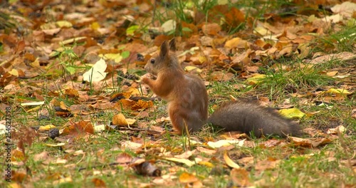 Squirrel on the ground