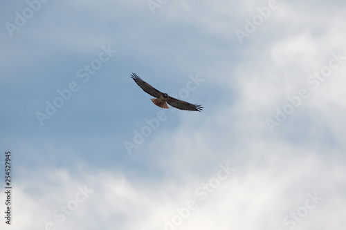 Red-tailed hawk flying against light clouds in California