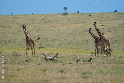 Giraffe Portrait in Maasai Mara