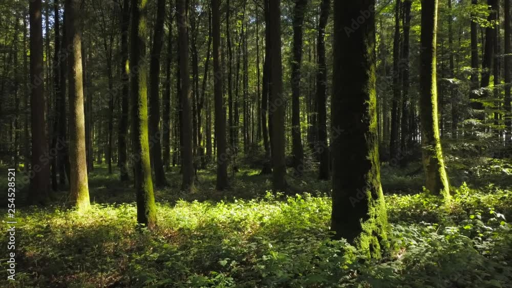 Nature Trees Forest Landscape Environment Scenery Nature Trees Forest Landscape Environment Scenery