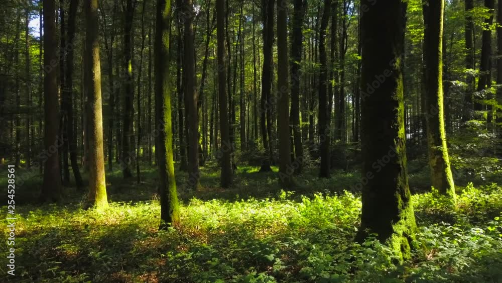 Flying Through Deep Forest Trees in the Woods Flying Through Deep Forest Trees in the Woods