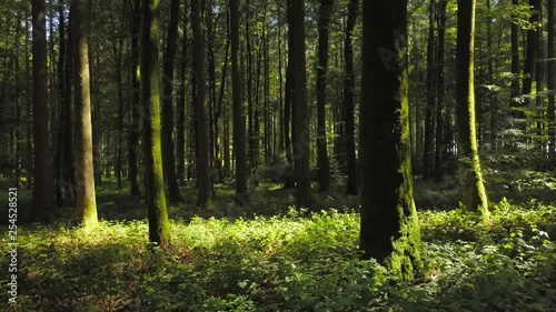 Wallpaper Mural Nature Trees Forest Landscape Environment Scenery Torontodigital.ca