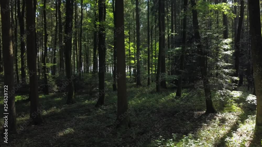 Flying Through Deep Forest Trees in the Woods Flying Through Deep Forest Trees in the Woods