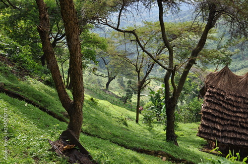Bäume in Uganda im Mount Elgon Nationalpark