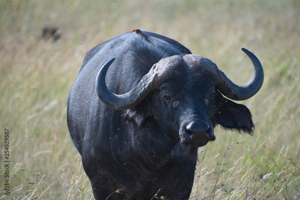 Cape Buffalo in Maasai Mara Cape Buffalo in Maasai Mara