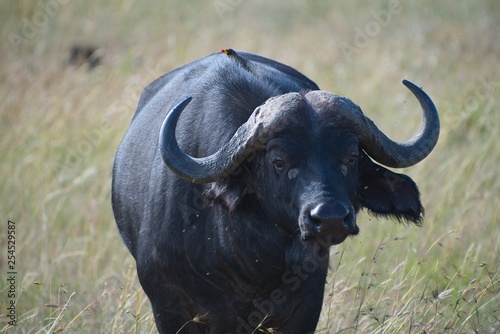 Cape Buffalo in Maasai Mara
