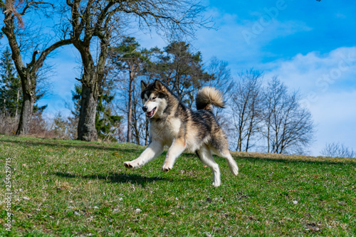 Alaskan malamute is playing