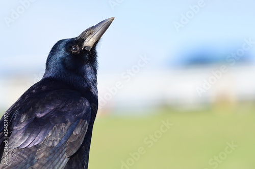 Close up portrait of a rook (corvus frugilegus) photo