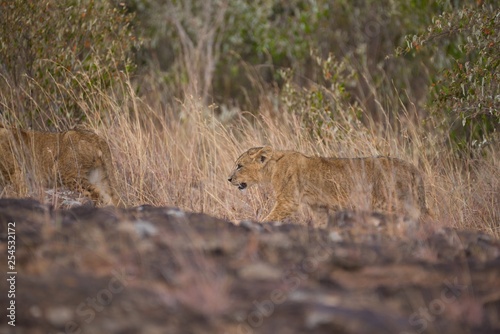 Lion cub