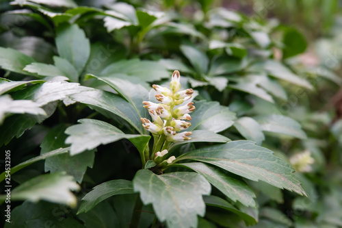 Japanese Pachysandra Flowers in Bloom in Winter
